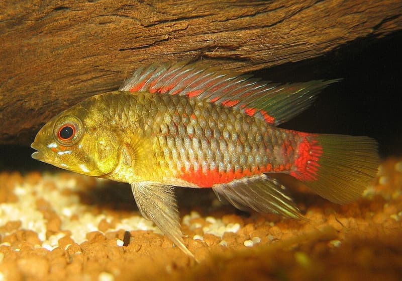 Hongsloi Dwarf Cichlid (Apistogramma hongsloi) — photo 5 of 5