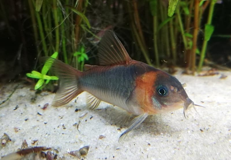 Horseman Cory (Corydoras eques) — photo 1 of 3