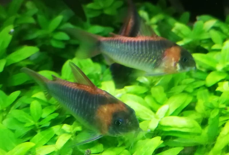 Horseman Cory (Corydoras eques) — photo 2 of 3