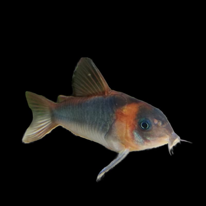 Horseman Cory (Corydoras eques) — photo 3 of 3