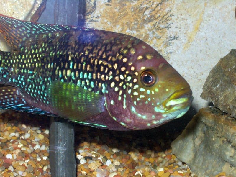 Jack Dempsey (Rocio octofasciata) — photo 1 of 5