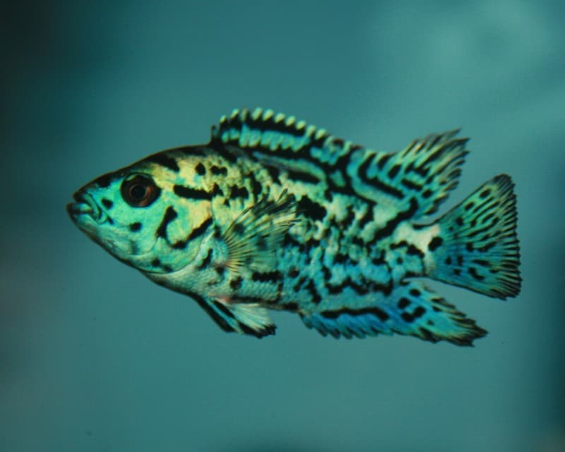 Jack Dempsey (Rocio octofasciata) — photo 2 of 5