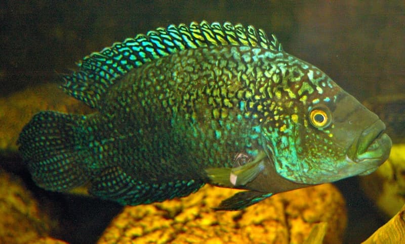 Jack Dempsey (Rocio octofasciata) — photo 3 of 5