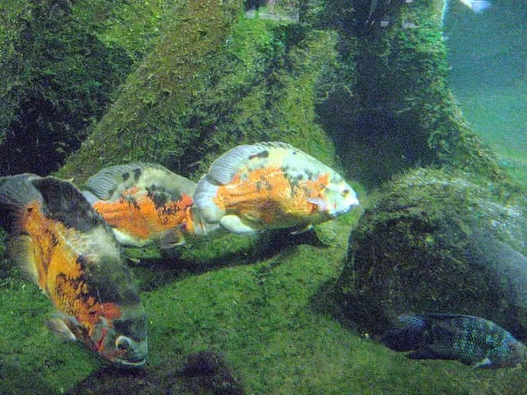 Jack Dempsey (Rocio octofasciata) — photo 4 of 5