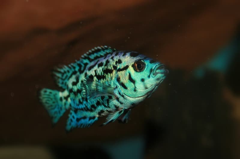 Jack Dempsey (Rocio octofasciata) — photo 5 of 5