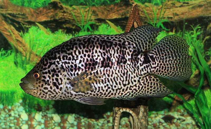 Jaguar Cichlid (Parachromis managuensis) — photo 1 of 5