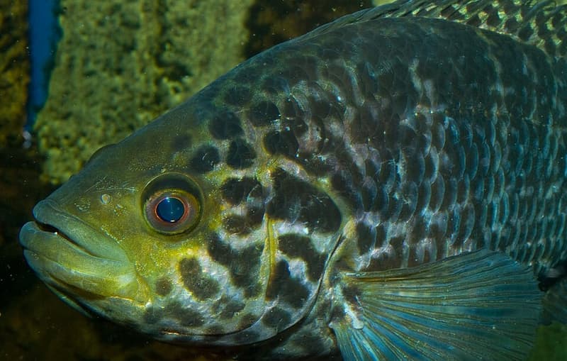 Jaguar Cichlid (Parachromis managuensis) — photo 2 of 5