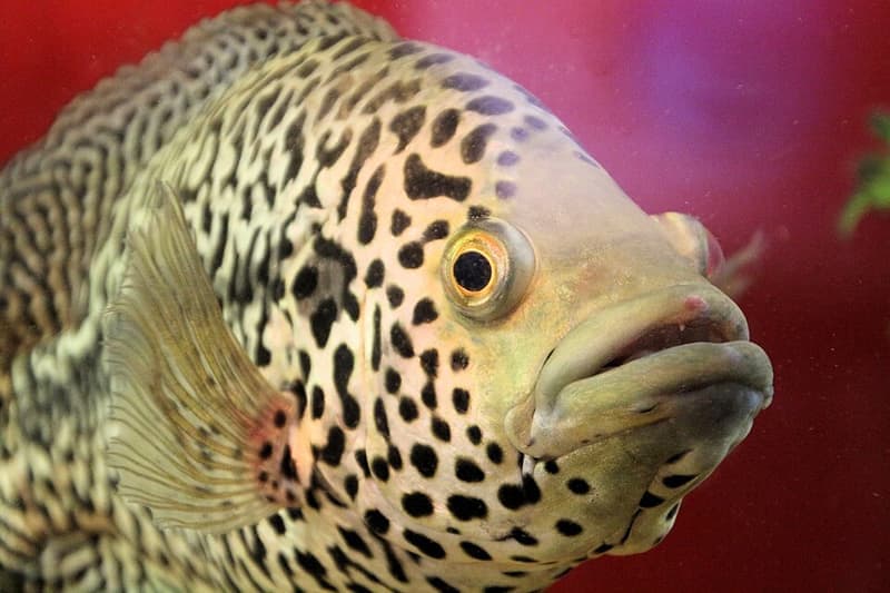 Jaguar Cichlid (Parachromis managuensis) — photo 3 of 5