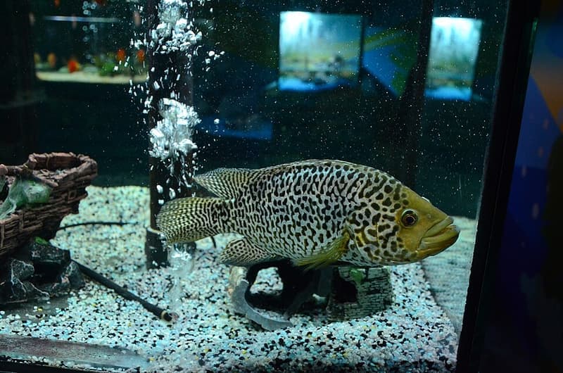 Jaguar Cichlid (Parachromis managuensis) — photo 4 of 5