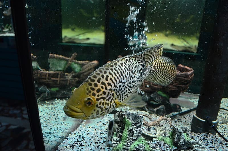 Jaguar Cichlid (Parachromis managuensis) — photo 5 of 5