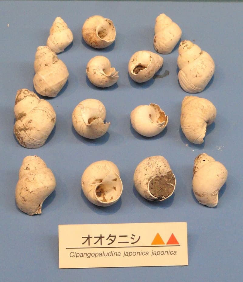 Japanese Trapdoor Snail (Cipangopaludina japonica) — photo 1 of 2