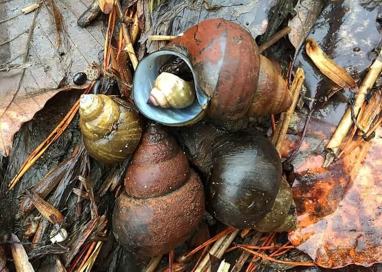 Japanese Trapdoor Snail (Cipangopaludina japonica) — photo 2 of 2