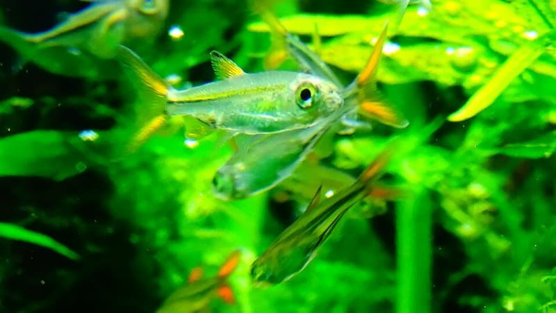 Jelly Bean Tetra (Ladigesia roloffi) — photo 1 of 5