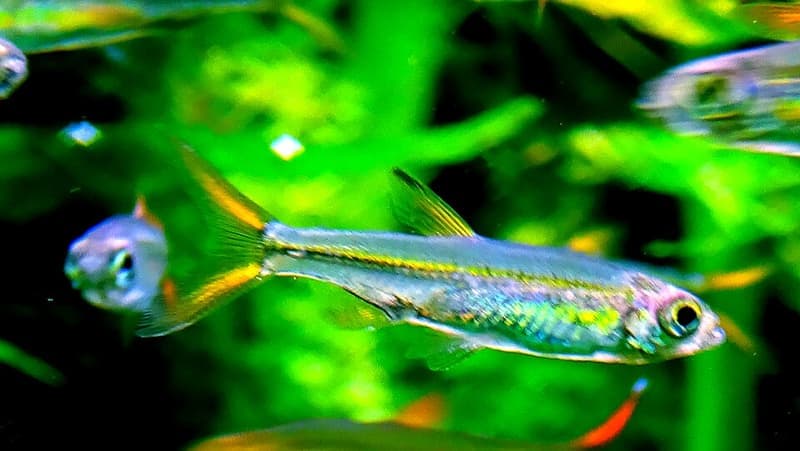 Jelly Bean Tetra (Ladigesia roloffi) — photo 2 of 5