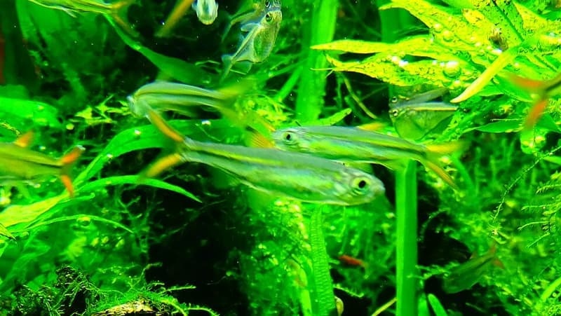 Jelly Bean Tetra (Ladigesia roloffi) — photo 3 of 5