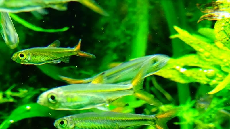 Jelly Bean Tetra (Ladigesia roloffi) — photo 4 of 5