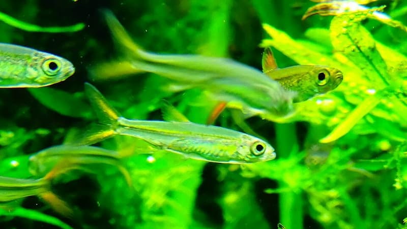 Jelly Bean Tetra (Ladigesia roloffi) — photo 5 of 5