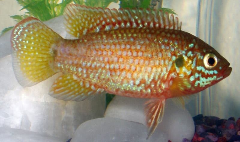 Jewel Cichlid (Hemichromis bimaculatus) — photo 1 of 5