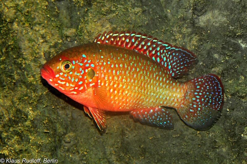 Jewel Cichlid (Hemichromis bimaculatus) — photo 3 of 5