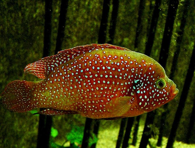 Jewel Cichlid (Hemichromis bimaculatus) — photo 4 of 5