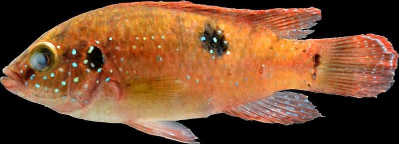 Jewel Cichlid (Hemichromis bimaculatus) — photo 5 of 5