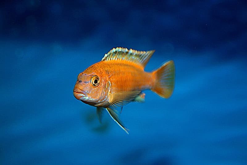 Johanni Cichlid (Pseudotropheus johannii) — photo 1 of 1