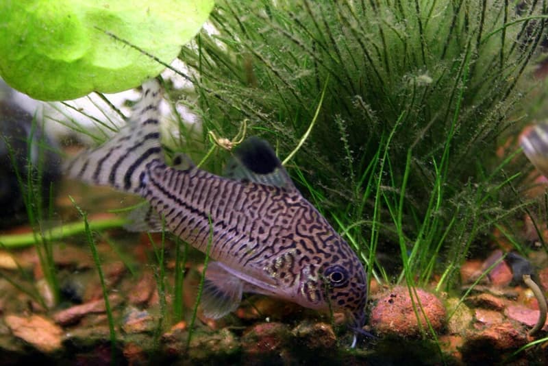 Julii Corydoras (Corydoras julii) — photo 1 of 5
