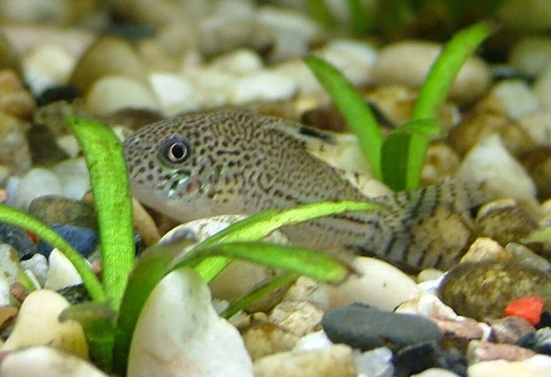 Julii Corydoras (Corydoras julii) — photo 2 of 5