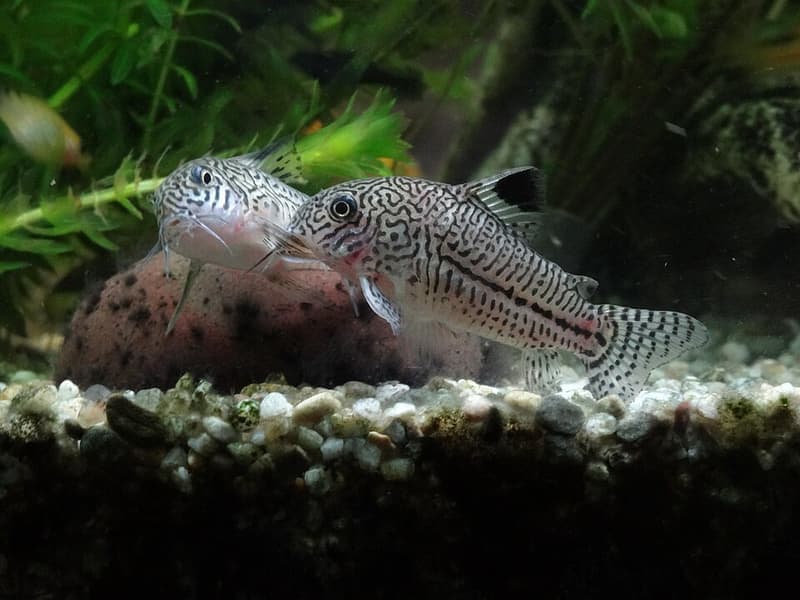 Julii Corydoras (Corydoras julii) — photo 4 of 5