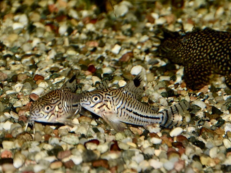 Julii Corydoras (Corydoras julii) — photo 5 of 5