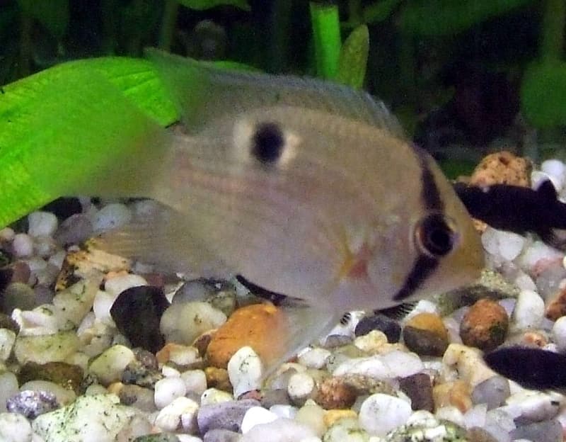 Keyhole Cichlid (Cleithracara maronii) — photo 1 of 5