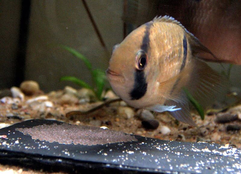Keyhole Cichlid (Cleithracara maronii) — photo 2 of 5