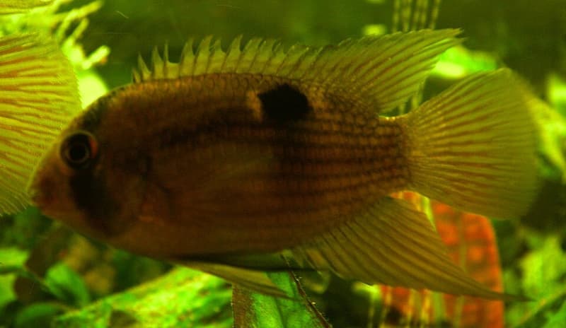Keyhole Cichlid (Cleithracara maronii) — photo 3 of 5