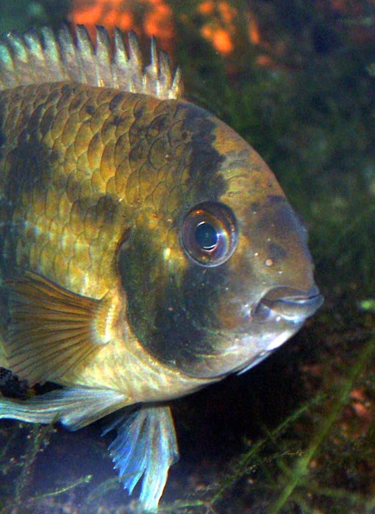 Keyhole Cichlid (Cleithracara maronii) — photo 4 of 5