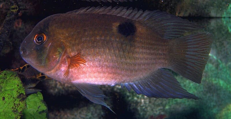 Keyhole Cichlid (Cleithracara maronii) — photo 5 of 5