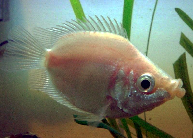 Kissing Gourami (Helostoma temminckii) — photo 1 of 5