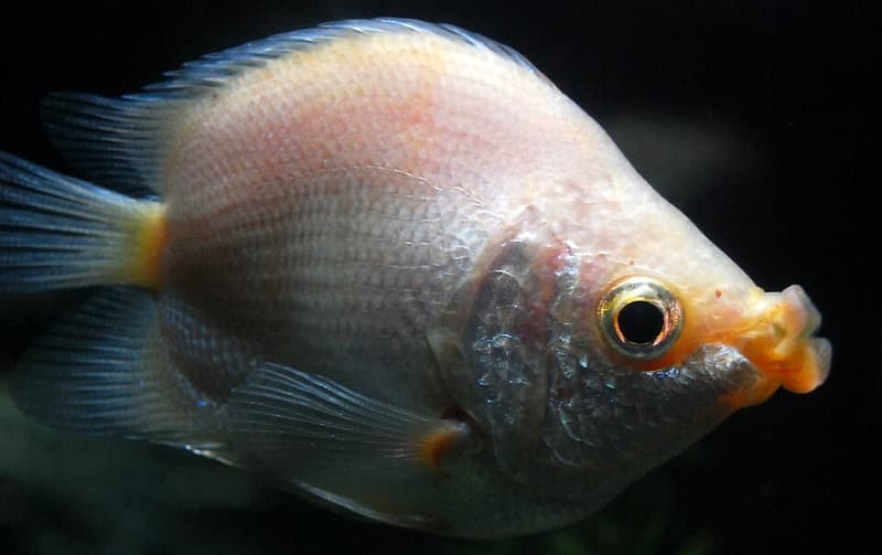 Kissing Gourami (Helostoma temminckii) — photo 2 of 5