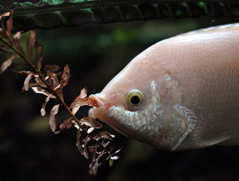 Kissing Gourami (Helostoma temminckii) — photo 3 of 5