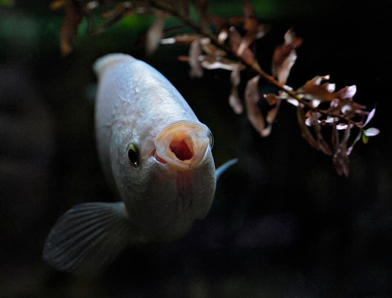 Kissing Gourami (Helostoma temminckii) — photo 4 of 5