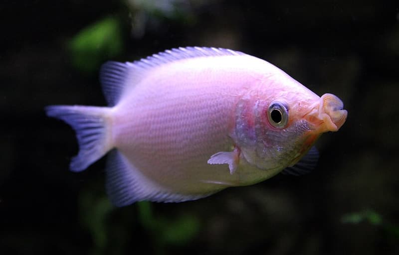 Kissing Gourami (Helostoma temminckii) — photo 5 of 5