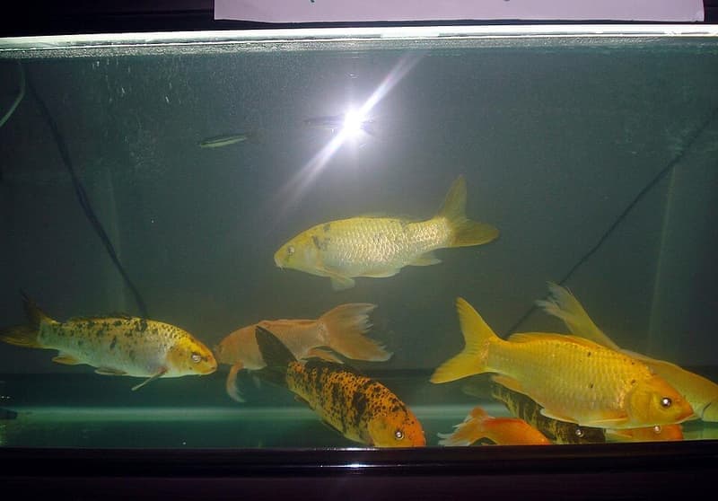 Koi (Cyprinus rubrofuscus) — photo 1 of 5