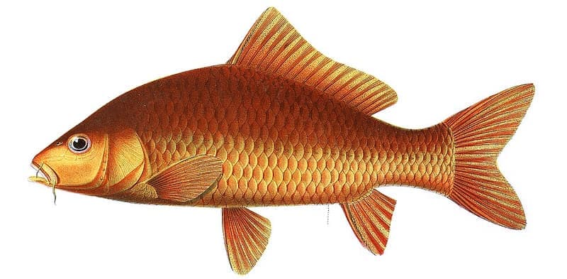 Koi (Cyprinus rubrofuscus) — photo 2 of 5