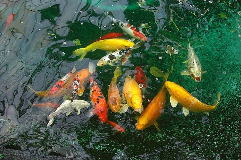 Koi (Cyprinus rubrofuscus) — photo 3 of 5
