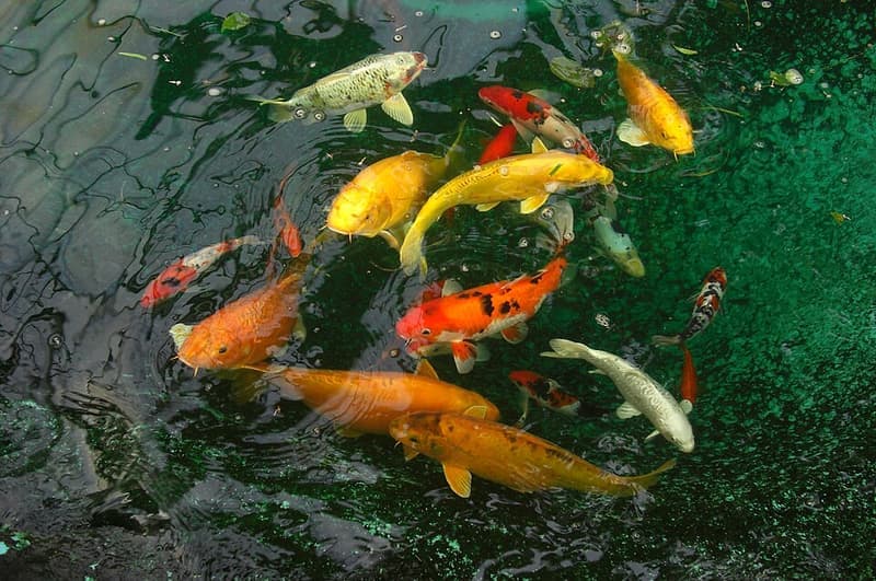 Koi (Cyprinus rubrofuscus) — photo 4 of 5