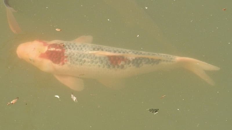 Koi (Cyprinus rubrofuscus) — photo 5 of 5