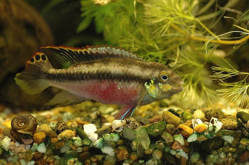 Kribensis (Pelvicachromis pulcher) — photo 1 of 5