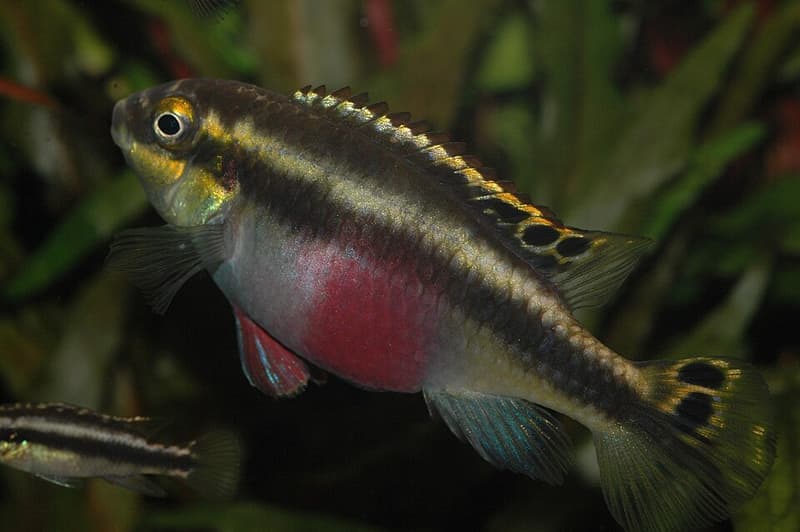 Kribensis (Pelvicachromis pulcher) — photo 2 of 5