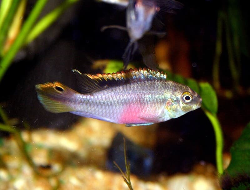 Kribensis (Pelvicachromis pulcher) — photo 3 of 5
