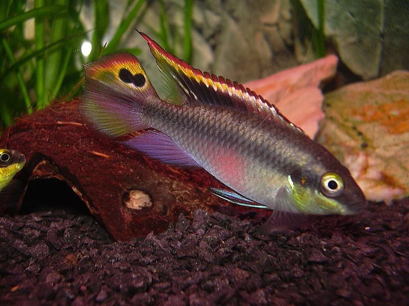 Kribensis (Pelvicachromis pulcher) — photo 4 of 5