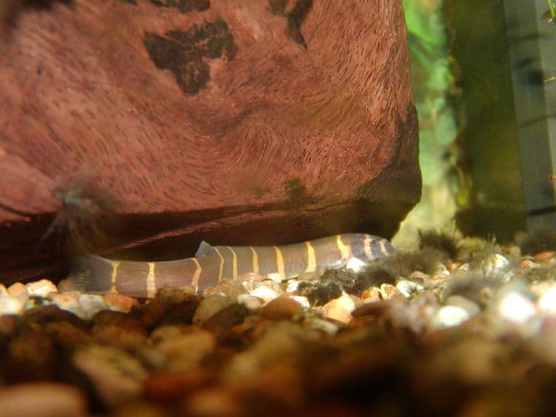 Kuhli Loach (Pangio kuhlii) — photo 1 of 5
